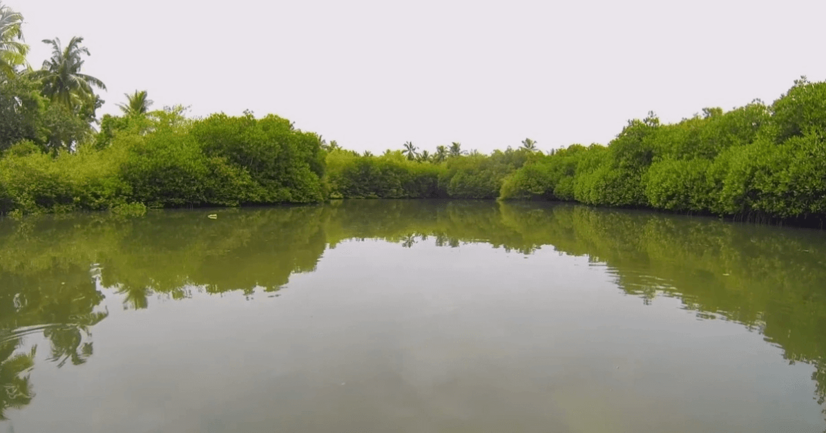 Mangroves