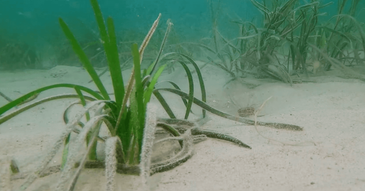 Seagrasses