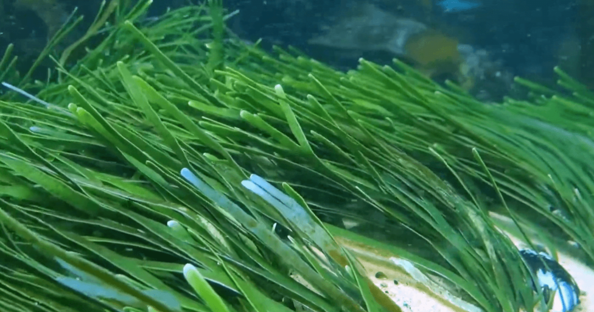 Seagrasses