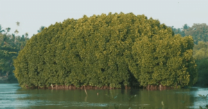 A dense cluster of mangrove trees growing in a coastal water body, surrounded by calm water and distant greenery. The trees have thick green foliage and are adapted to thrive in the intertidal zones, playing a crucial role in coastal ecosystems.