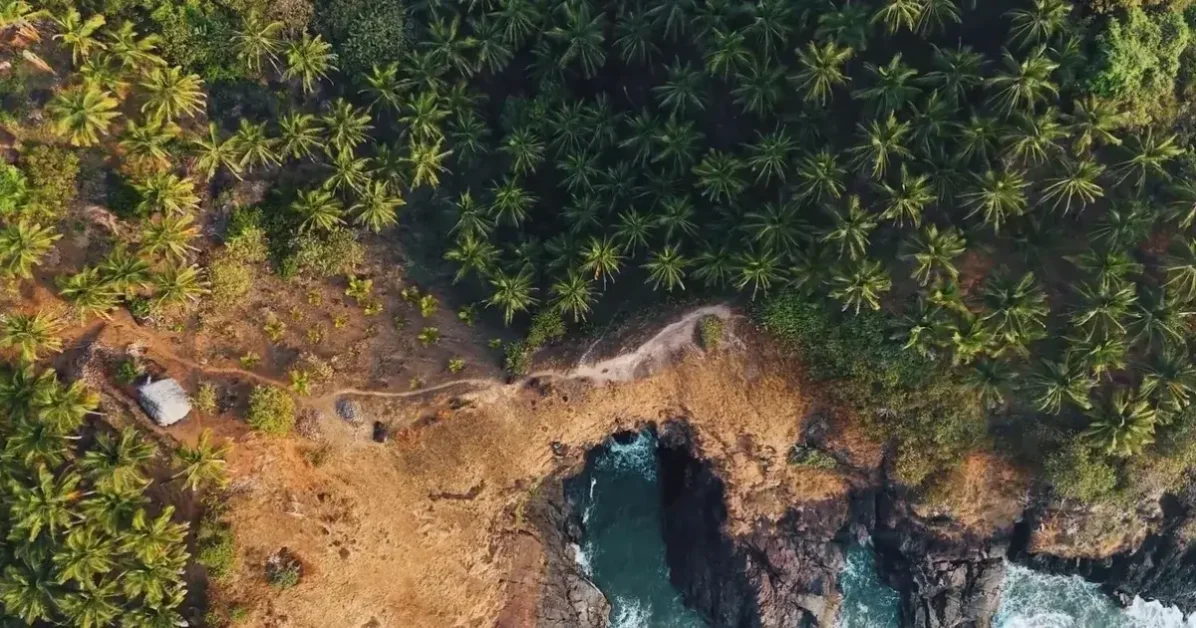 Aerial view of Goa beach showcasing palm trees, highlighting the allure of sandy shores and vibrant coastal life.