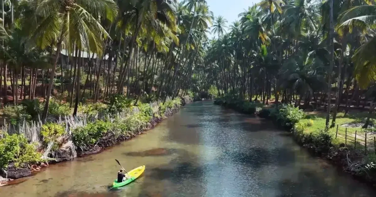 A man kayaks down a river lined with palm trees, showcasing the allure of Goa's beaches and their natural beauty.