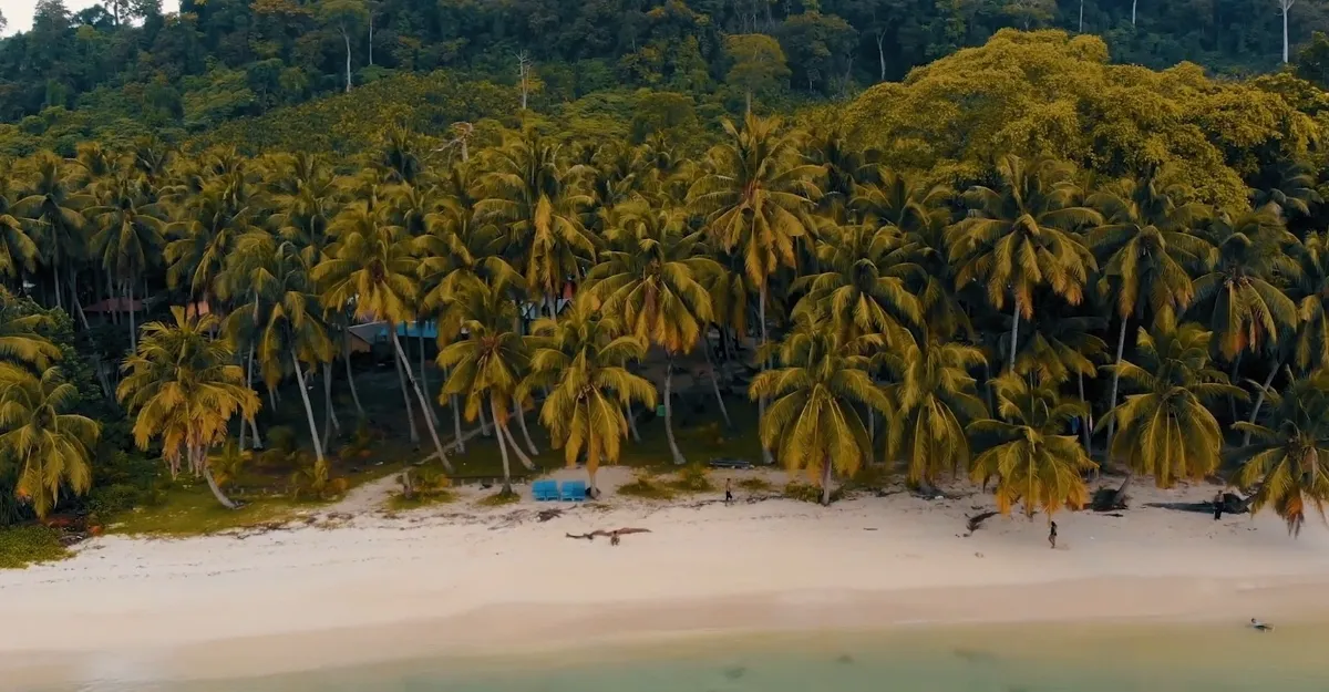 Lush palm trees lining the beach at Havelock Island.